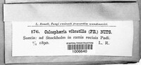 Phaeoacremonium vibratile image